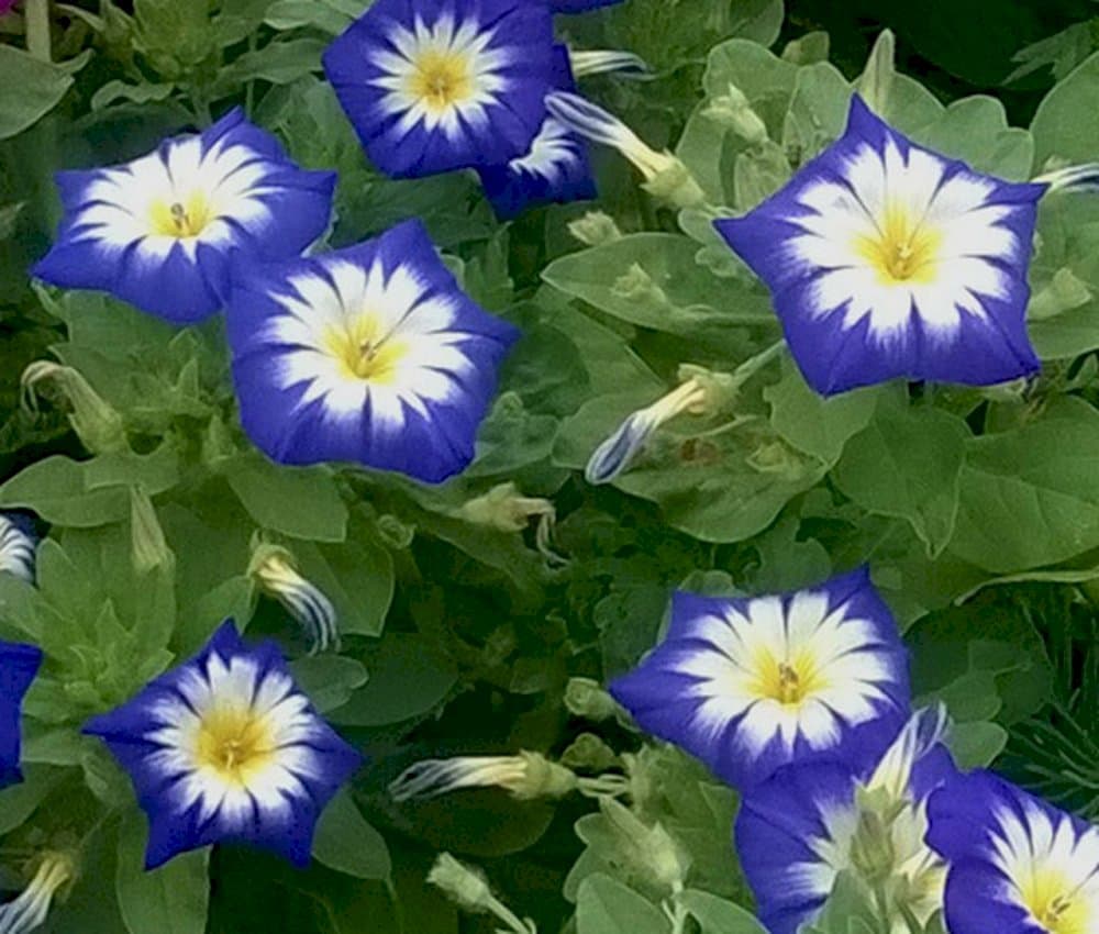 dwarf morning glory 'Blue Ensign'