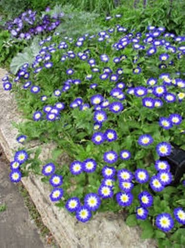 dwarf morning glory 'Blue Ensign'