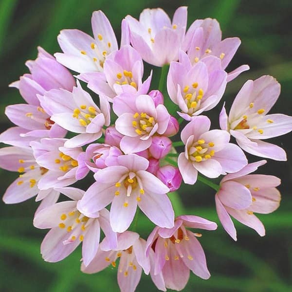 rosy-flowered garlic