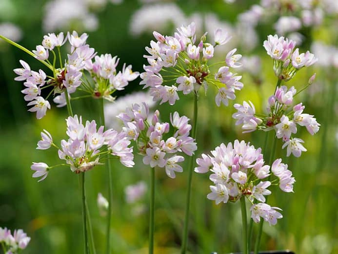 rosy-flowered garlic