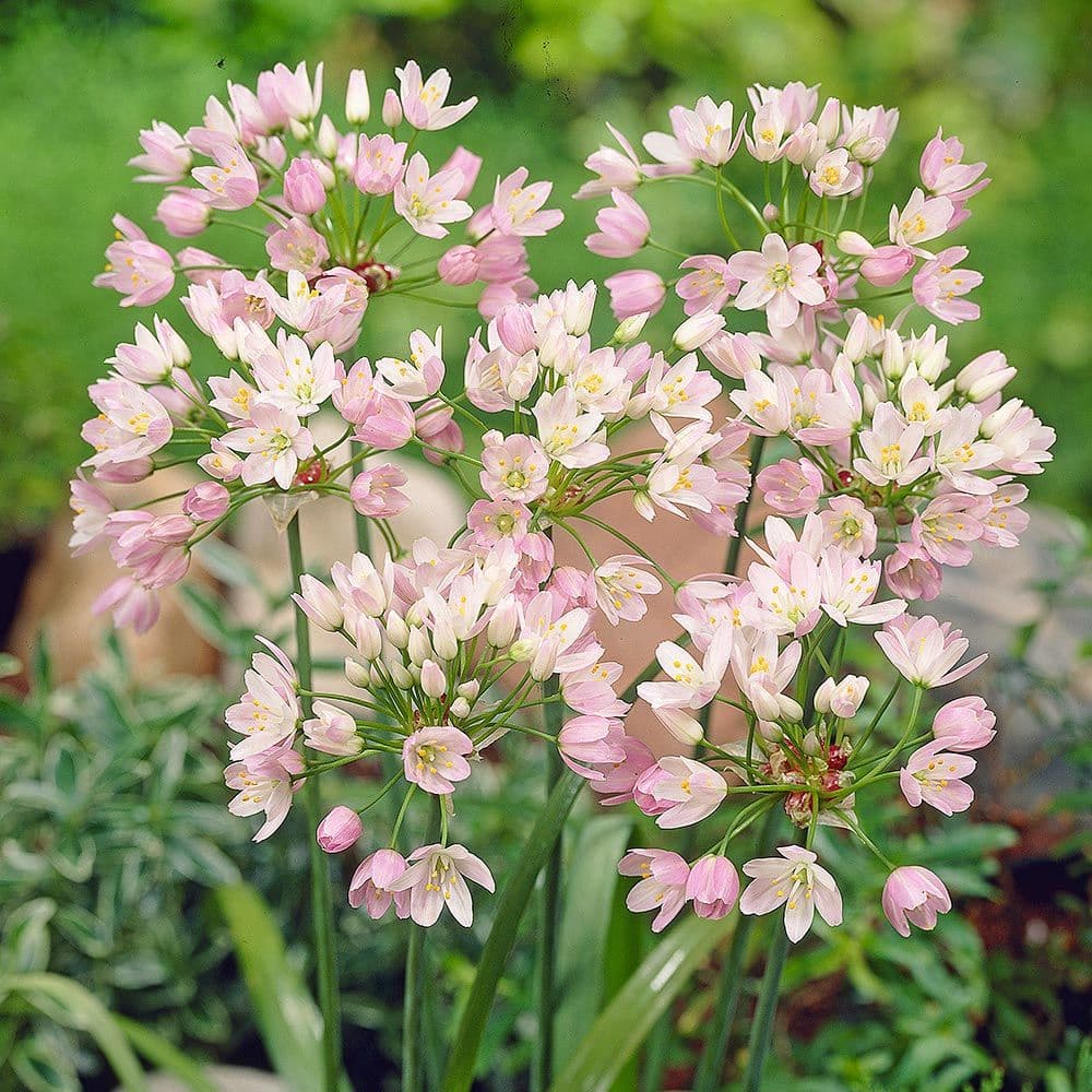 rosy-flowered garlic