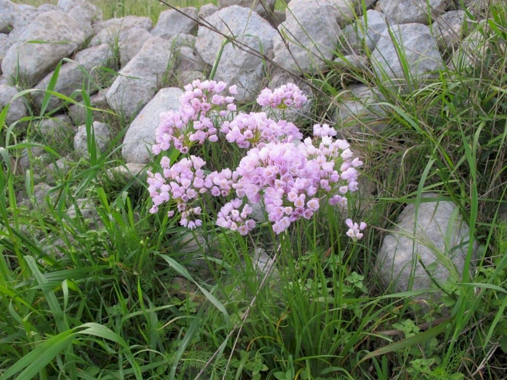 rosy-flowered garlic