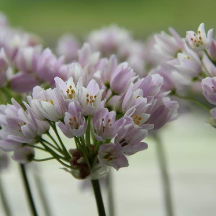 rosy-flowered garlic