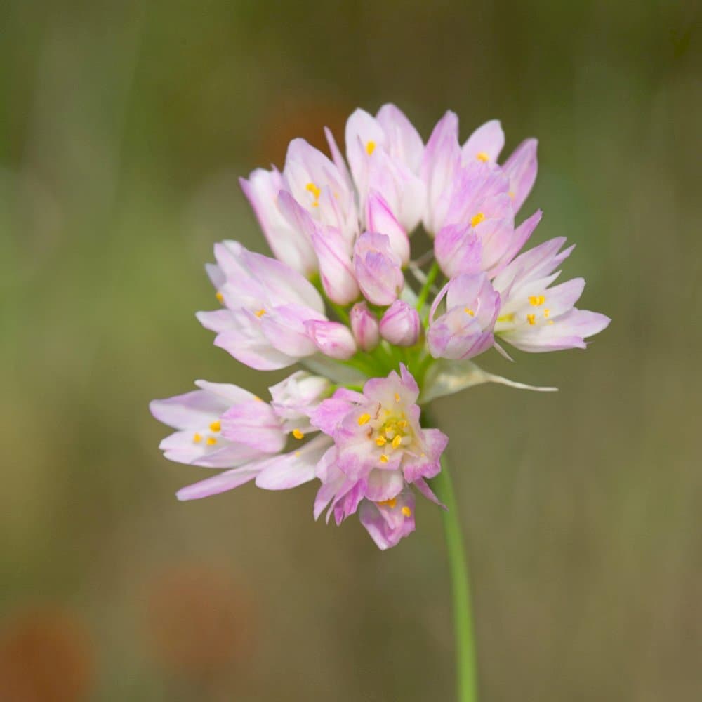 rosy-flowered garlic