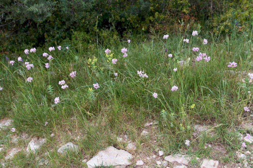 rosy-flowered garlic