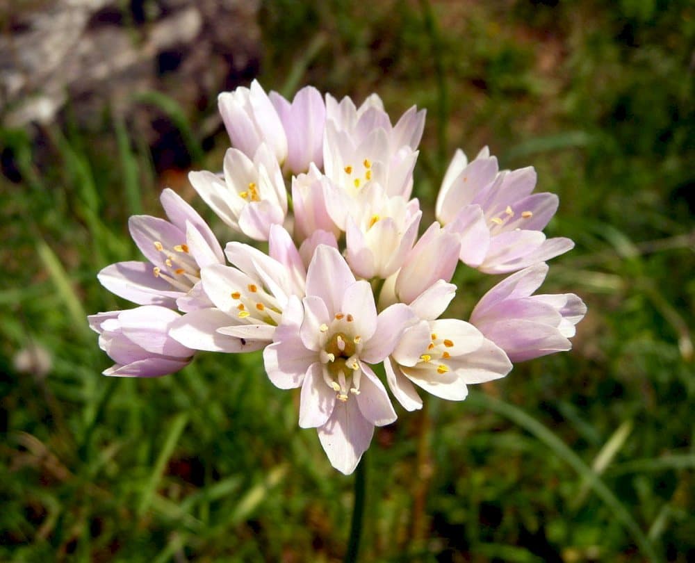 rosy-flowered garlic