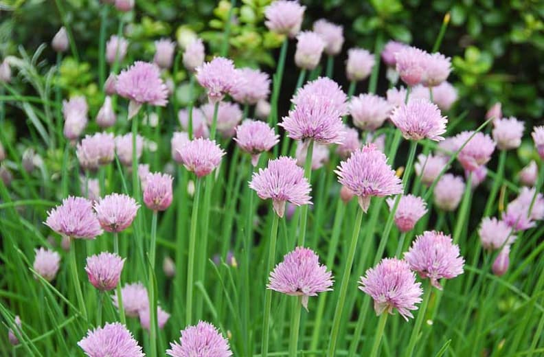 white-flowered chives