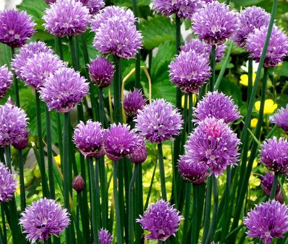 white-flowered chives