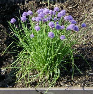 white-flowered chives