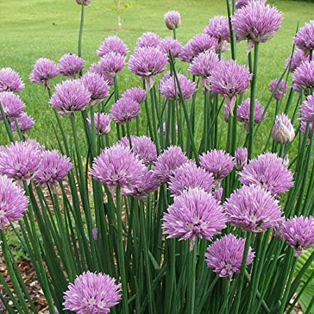 white-flowered chives