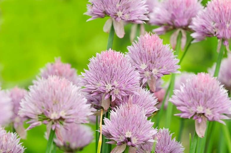 white-flowered chives