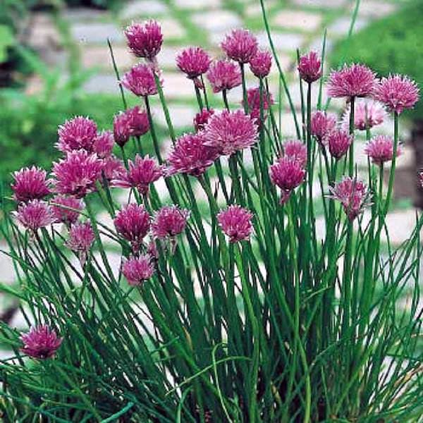 white-flowered chives