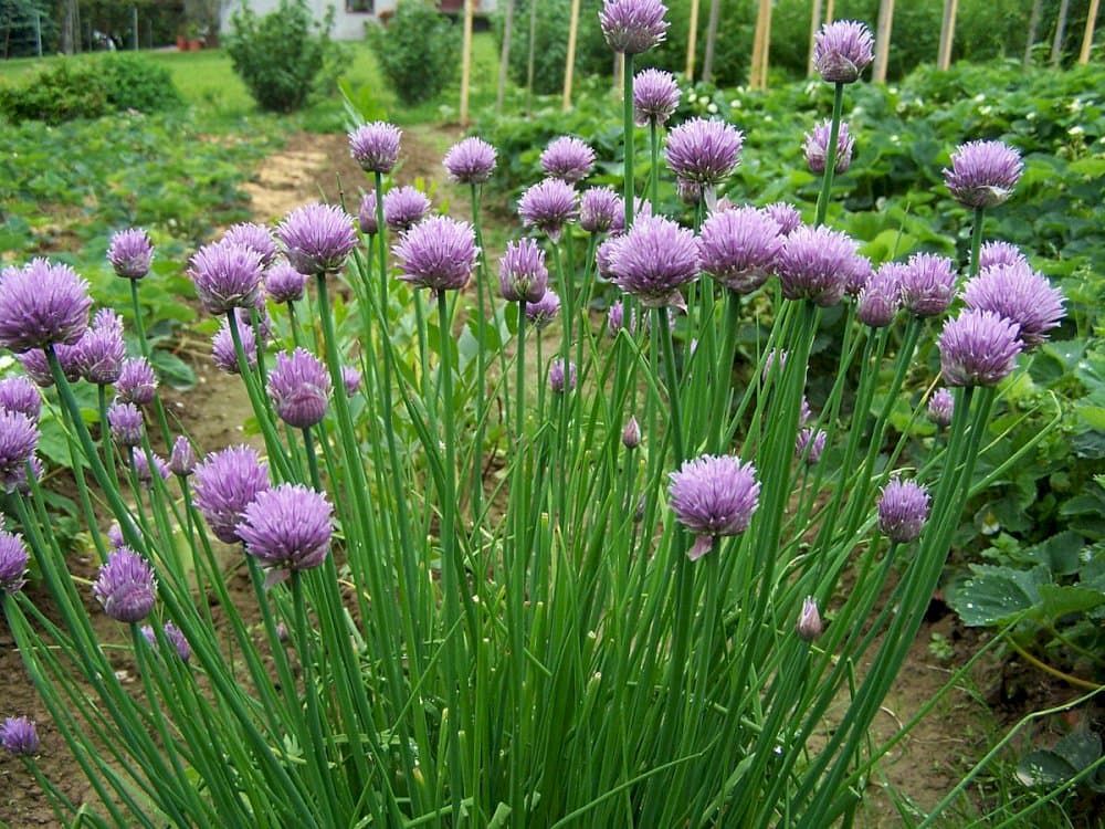 white-flowered chives