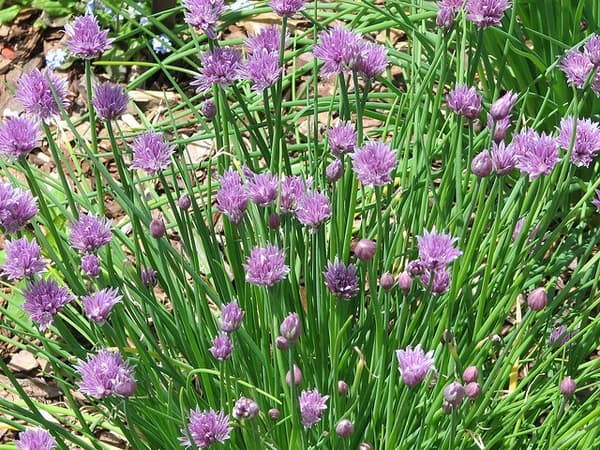 white-flowered chives