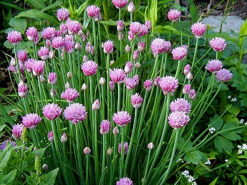 white-flowered chives