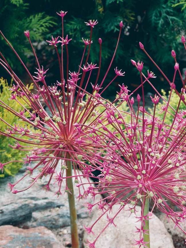 Schubert's allium