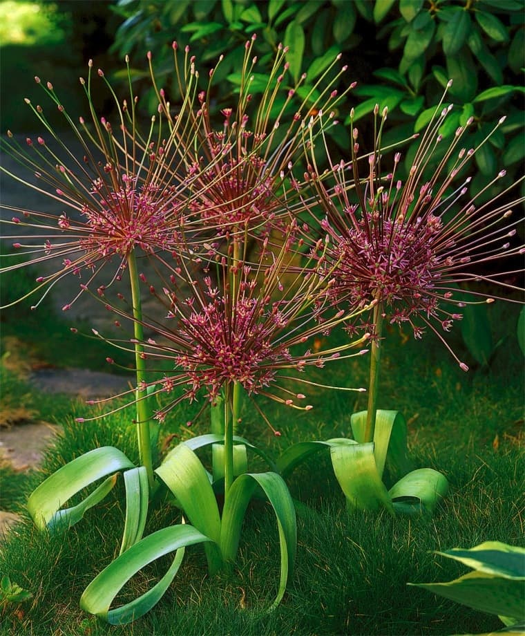 Schubert's allium