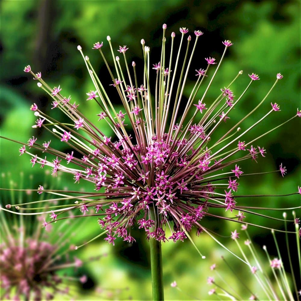 Schubert's allium