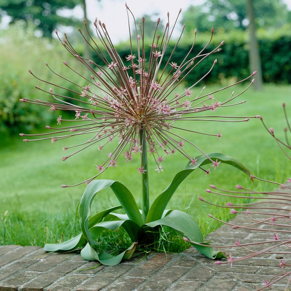 Schubert's allium