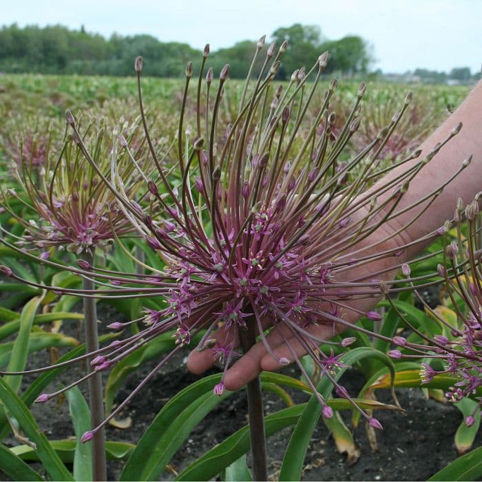 Schubert's allium