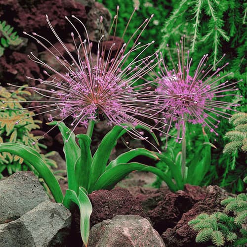 Schubert's allium