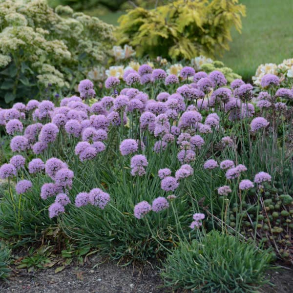 ageing allium