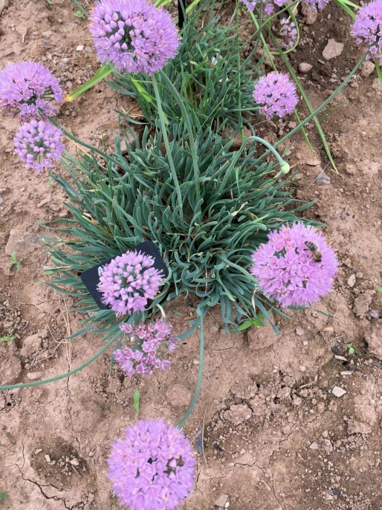 ageing allium