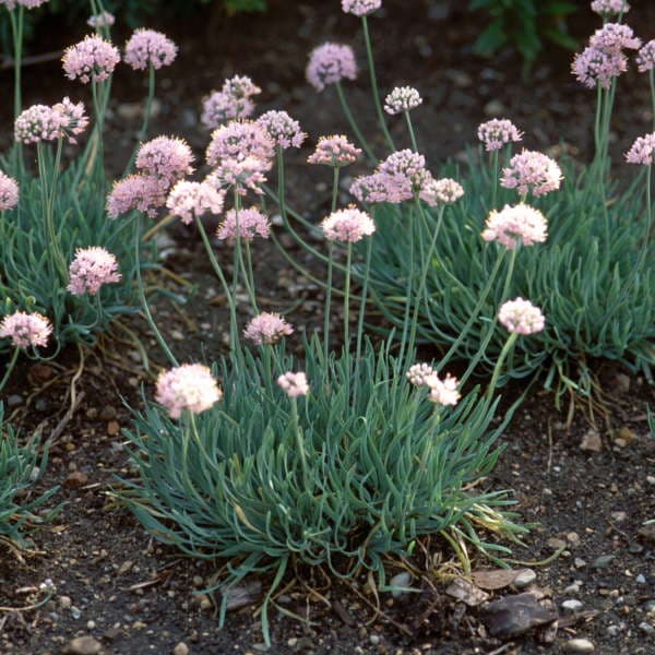 ageing allium