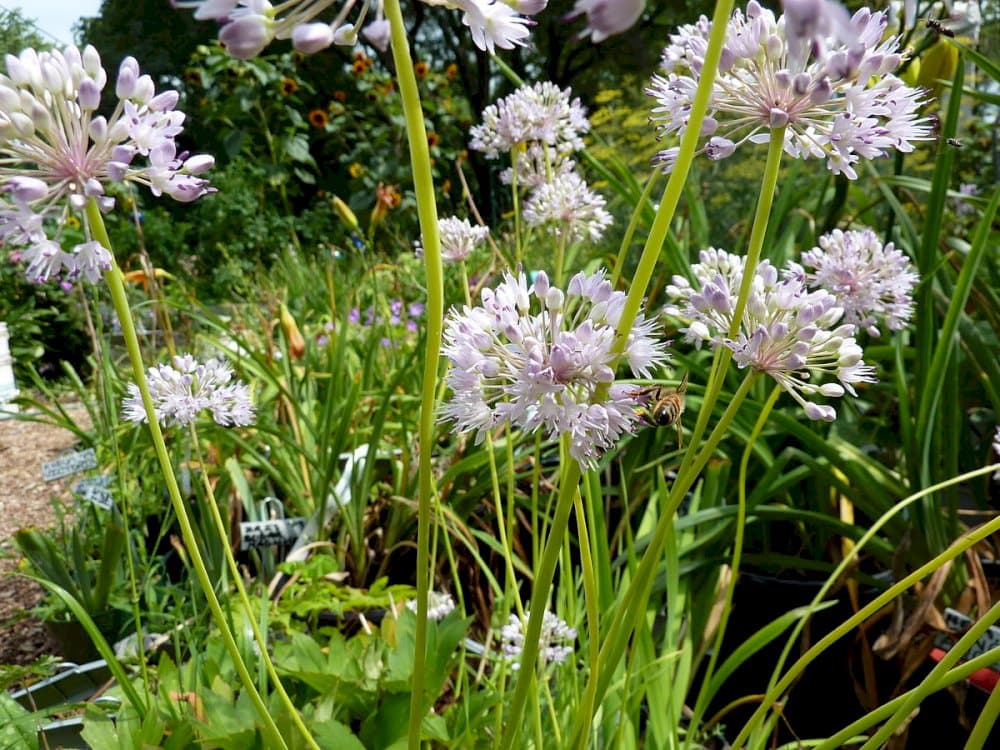 ageing allium