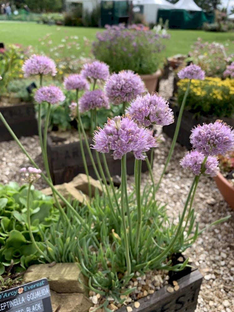 ageing allium