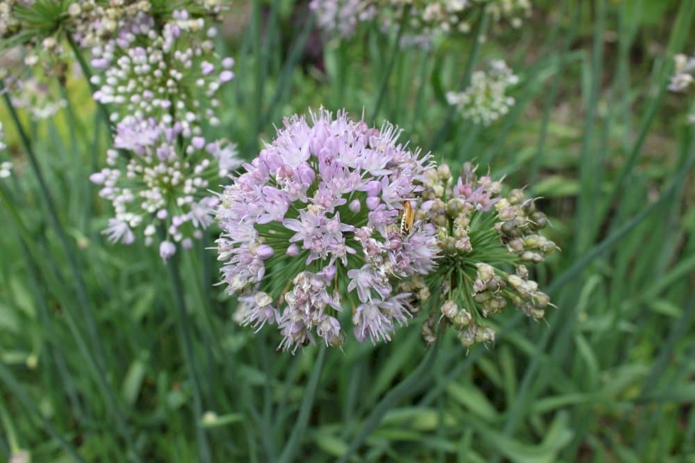 ageing allium