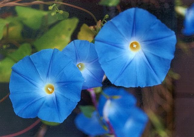 morning glory 'Heavenly Blue'