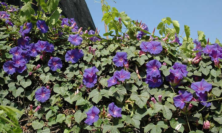 morning glory 'Heavenly Blue'