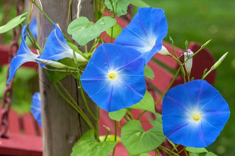 morning glory 'Heavenly Blue'