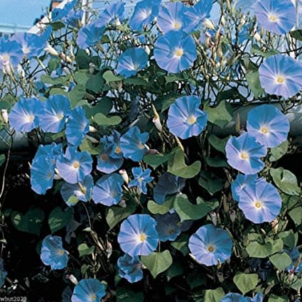 morning glory 'Heavenly Blue'