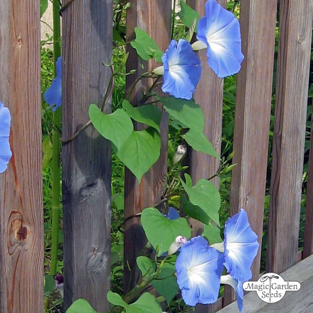 morning glory 'Heavenly Blue'