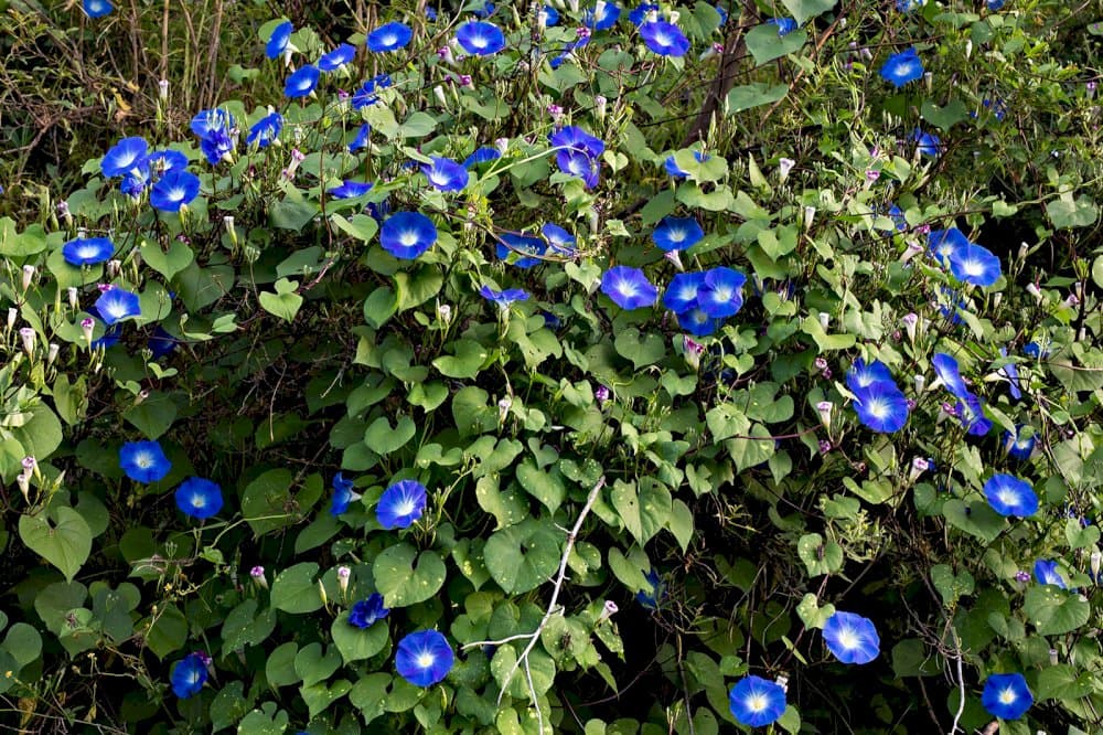 morning glory 'Heavenly Blue'