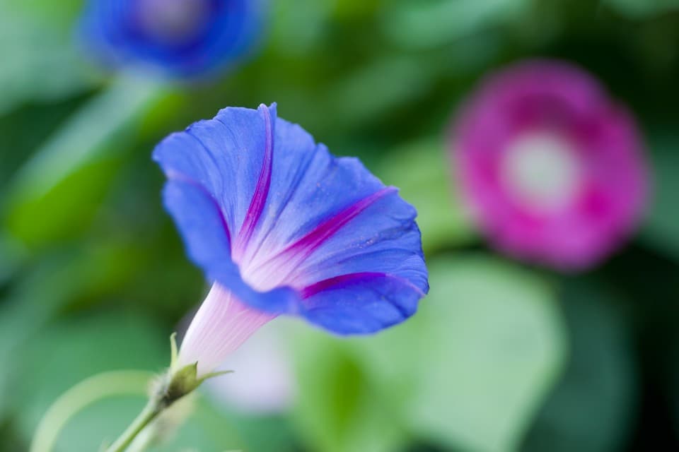 morning glory 'Heavenly Blue'