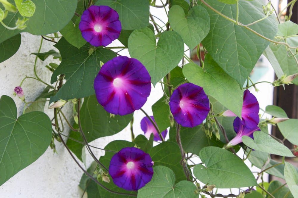 morning glory 'Heavenly Blue'