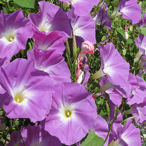 morning glory 'Heavenly Blue'