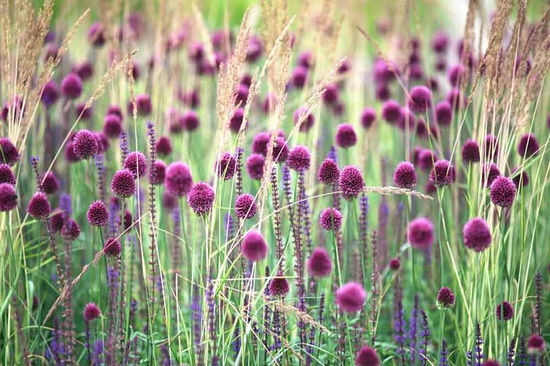 round-headed garlic