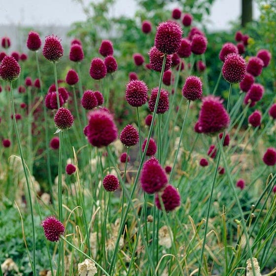 round-headed garlic