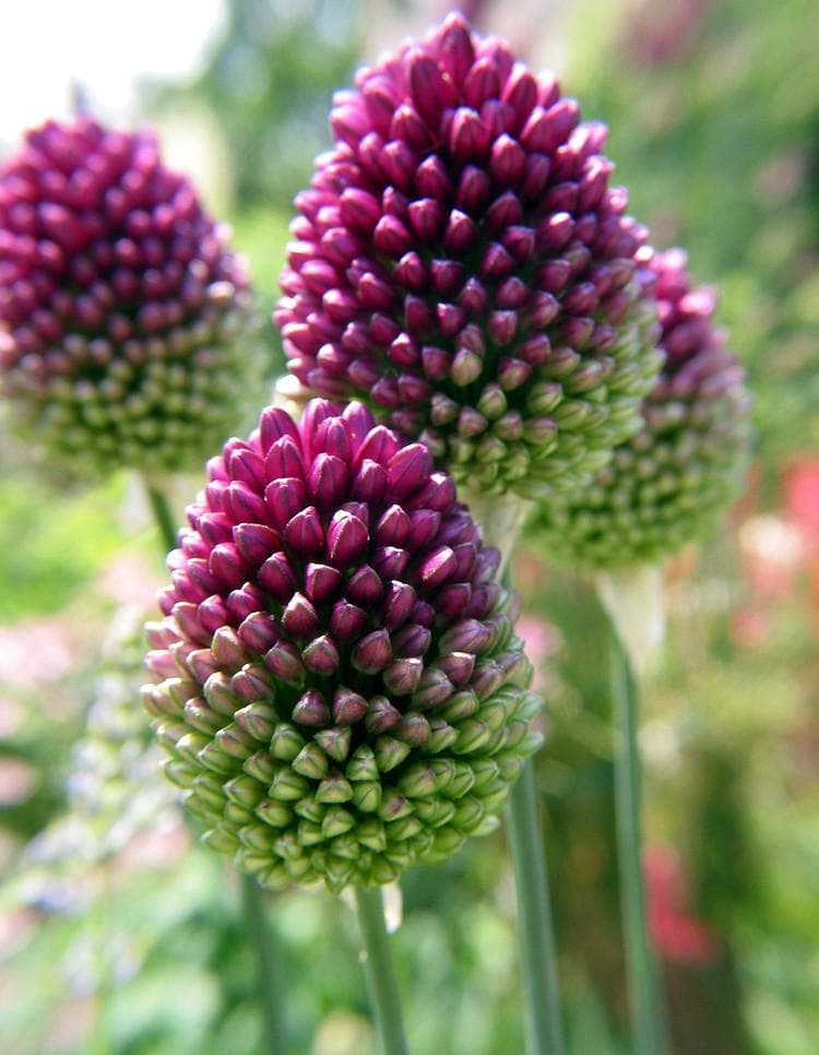 round-headed garlic