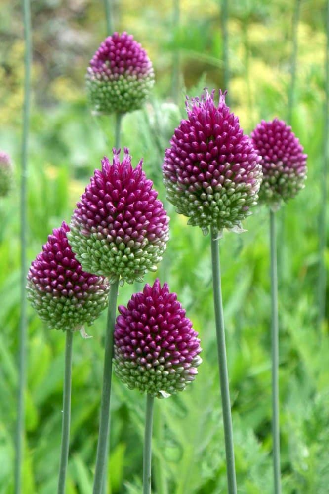 round-headed garlic