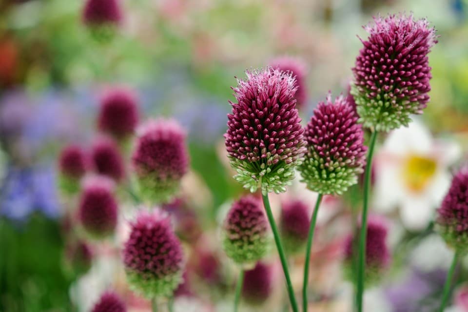 round-headed garlic