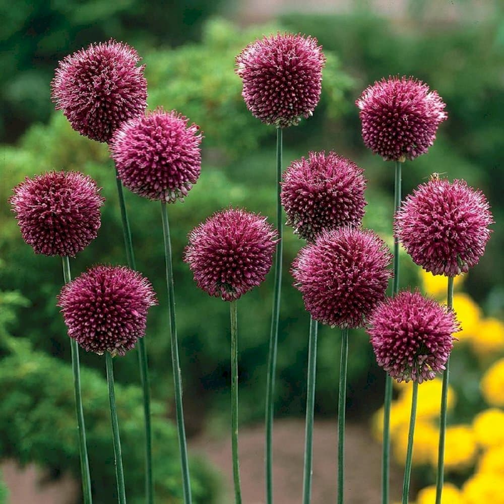 round-headed garlic