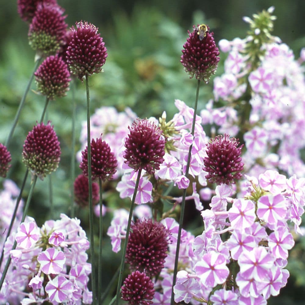 round-headed garlic