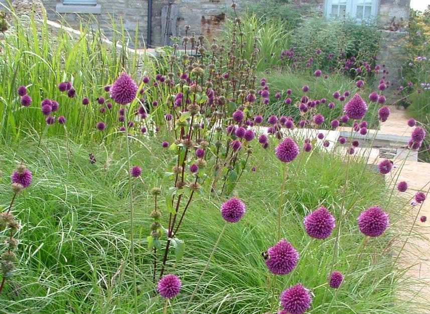 round-headed garlic