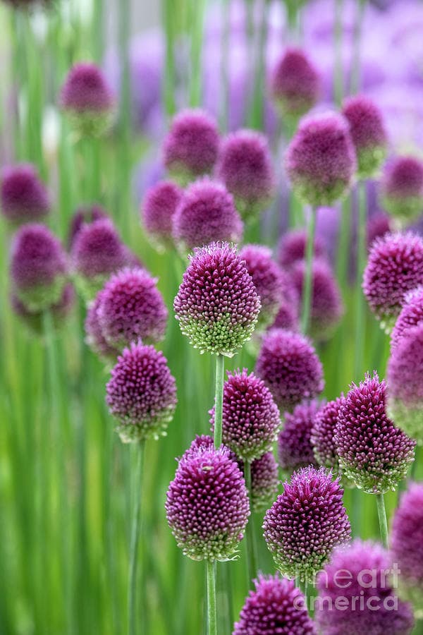 round-headed garlic