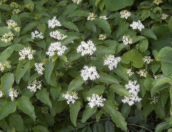 dogwood 'Blue Cloud'